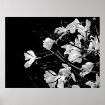 Zweigstellen Magnolia Kunst
