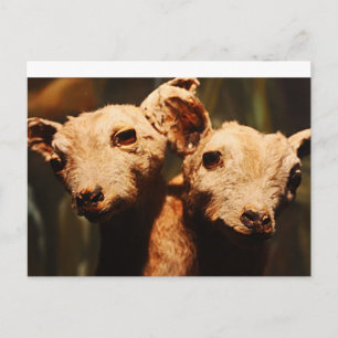 zweiköpfige Ziege Postkarte