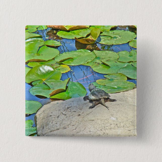 Zwerchschildkröte - Serpentina Chelydra Button (Vorderseite)