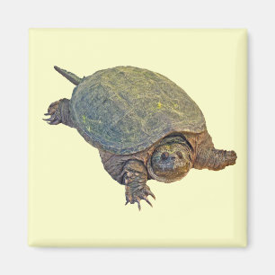 Zwerchschildkröte - Serpentina Chelydra Magnet
