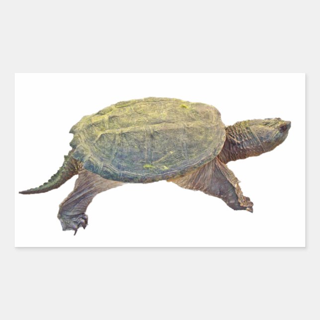Zwerchschildkröte - Serpentina Chelydra Rechteckiger Aufkleber (Vorderseite)