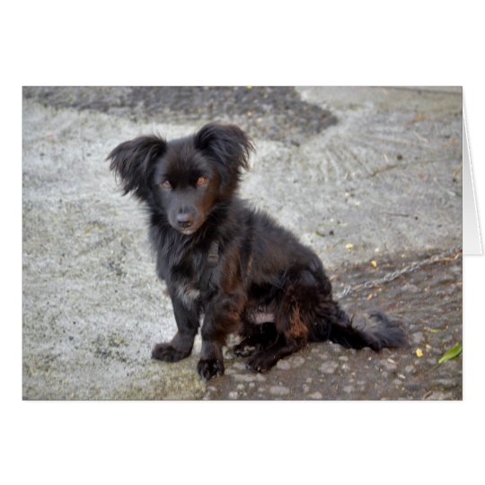 Zwerg der Hund Karte