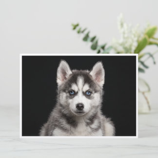 Zwerg-Husky isoliert auf schwarzem Hintergrund Einladung