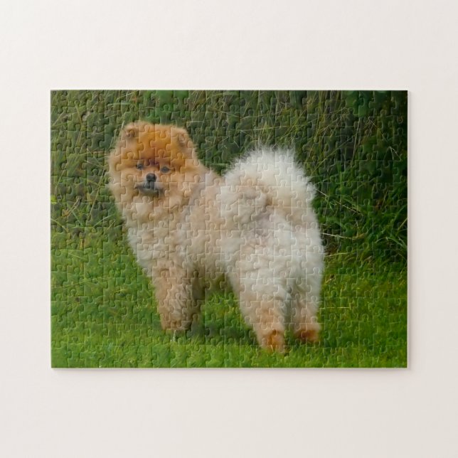 Zwerg Spitz Spitz Hund. (Horizontal)
