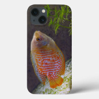 Zwergartige Gourami-Fische