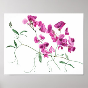 Zwergerbsen Blume Aquarell Poster