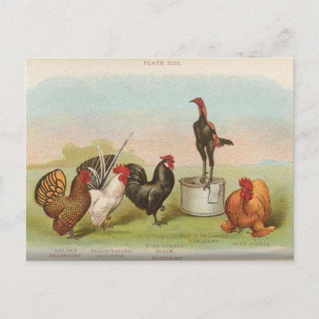Zwerghühner Postkarte (Vorderseite)