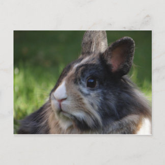 Zwergkaninchen-978y Postkarte