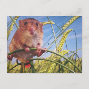 Zwergmaus- Postkarte