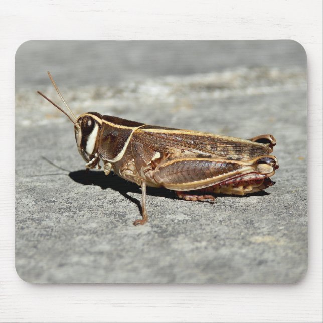Zwergmäuse Mousepad (Vorne)