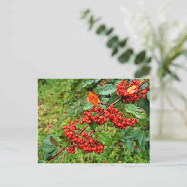 Zwergmilch Postkarte (Stehend Vorderseite)