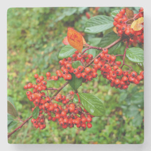 Zwergmilch Steinuntersetzer