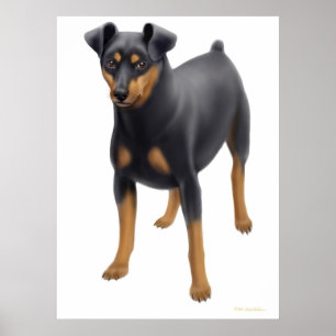 Zwergpinscher-Druck Poster