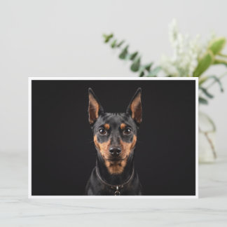 Zwergpinscher isoliert auf schwarzem Hintergrund Einladung