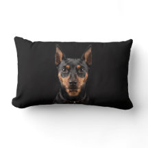 Zwergpinscher isoliert auf schwarzem Hintergrund