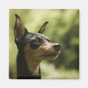 Zwergpinscher (Minute-Button) 2 Magnet