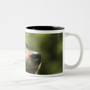 Zwergpinscher (Minute-Button) 2 Zweifarbige Tasse