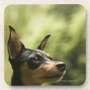 Zwergpinscher (Minute-Button) Untersetzer