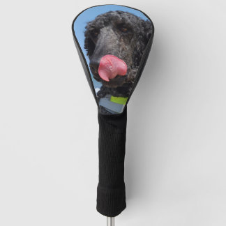 Zwergpudel ist nicht korrekt, die richtige Überset Golf Headcover
