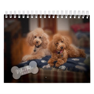 Zwergpudel-Kalender 2010 Kalender