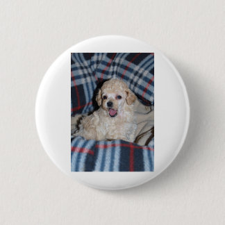 Zwergpudel-Welpen-Unterhaltung Button