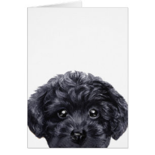 Zwergpudelschwarzes, Vorlage geruhen durch miart