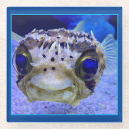 Zwergpuffer Glasuntersetzer