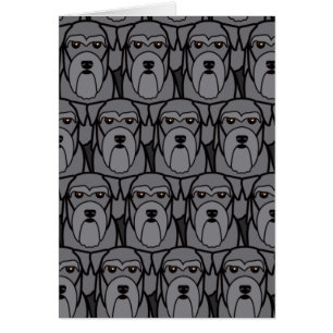 Zwergschnauzer