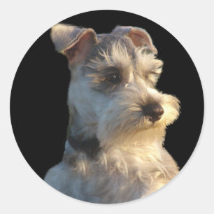 Zwergschnauzer-Aufkleber Runder Aufkleber
