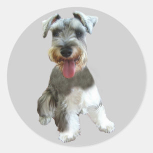 Zwergschnauzer-Aufkleber Runder Aufkleber