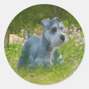 Zwergschnauzer-Aufkleber Runder Aufkleber