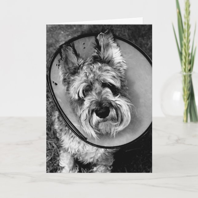 Zwergschnauzer erhalten wohle bald Karte (Vorderseite)