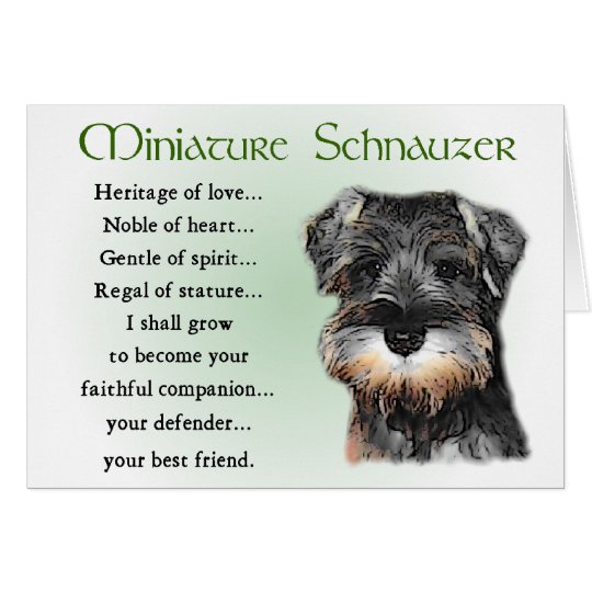 Zwergschnauzer-Geschenke Karte