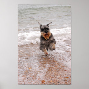 Zwergschnauzer im Meer Poster