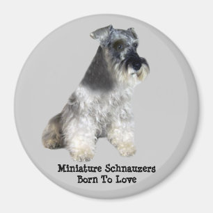 Zwergschnauzer-Magnet Magnet