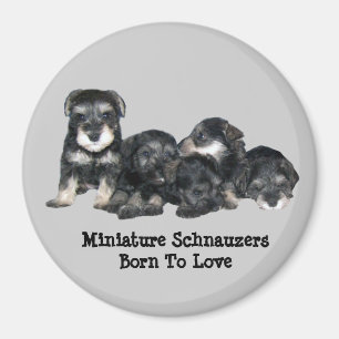 Zwergschnauzer-Magnet Magnet