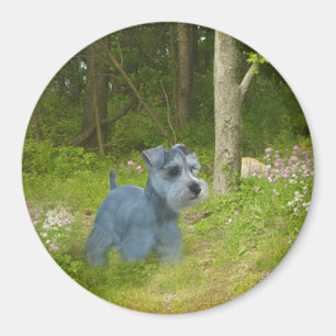 Zwergschnauzer-Magnet Magnet