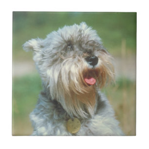 Zwergschnauzer-silberne Fliese