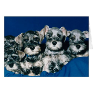 Zwergschnauzer-Welpen