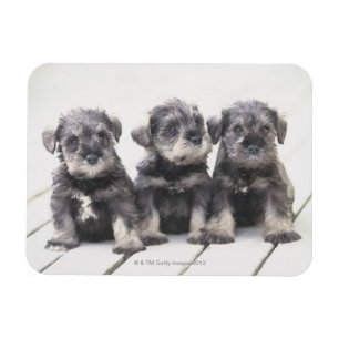Zwergschnauzer-Welpen Magnet