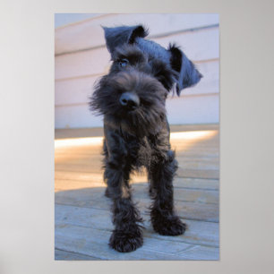 Zwergschnauzer-Welpen-Plakat Poster
