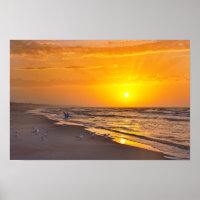 Zwergseeschwalben am Strand, Money Bayou Beach, Fl