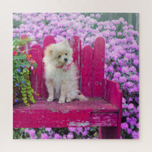 Zwergspitz Hunde Blumen Floral