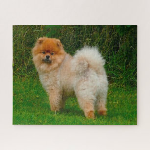 Zwergspitz Pomeranian Hund.