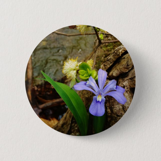 Zwergzwerg Iris lila weiße Blume Button (Vorderseite)