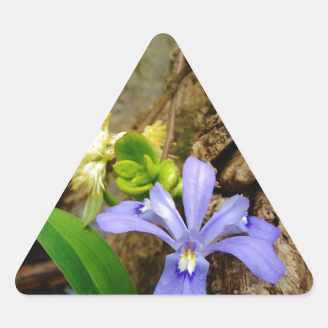 Zwergzwerg Iris lila weiße Blume Dreieckiger Aufkleber (Vorderseite)