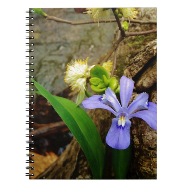 Zwergzwerg Iris lila weiße Blume Notizblock (Vorderseite)