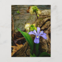 Zwergzwerg Iris lila weiße Blume