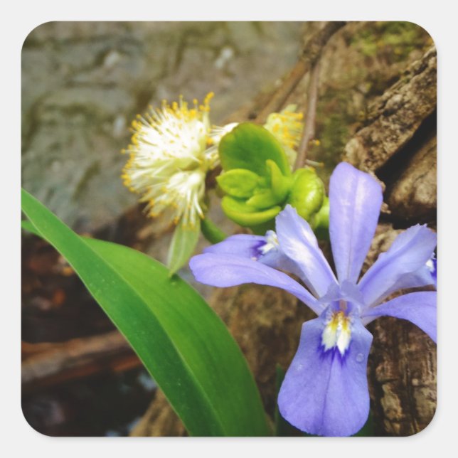 Zwergzwerg Iris lila weiße Blume Quadratischer Aufkleber (Vorderseite)
