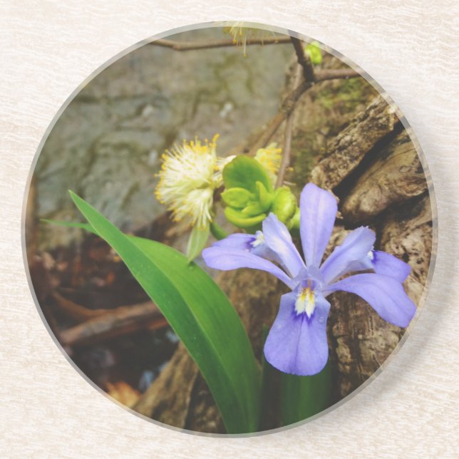 Zwergzwerg Iris lila weiße Blume Sandstein Untersetzer (Vorne)